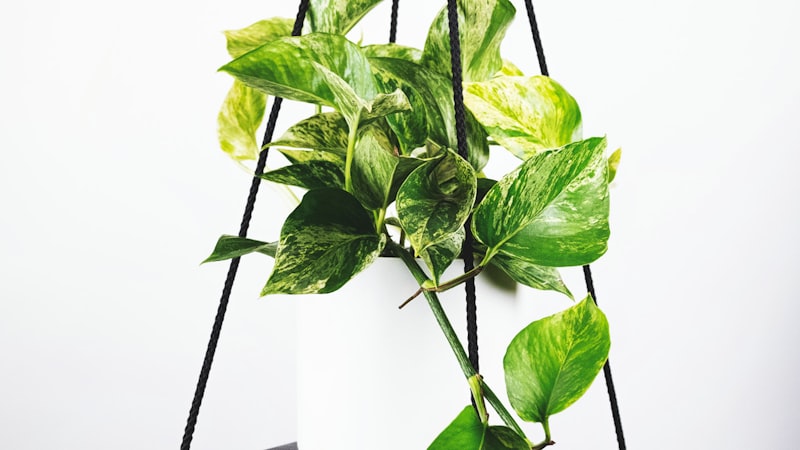 2026世界杯足球比赛现场直播画面预览图